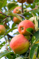 Ripe red apples growing on the tree, healthy fruits on plantation, harvest in summer or autumn, agriculture farm, garden