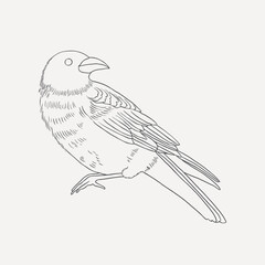 Bird outline, spiritual illustration vector