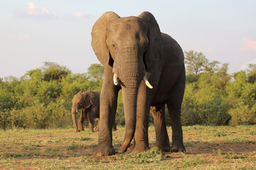 Fototapeta premium Afrikanischer Elefant / African elephant / Loxodonta africana