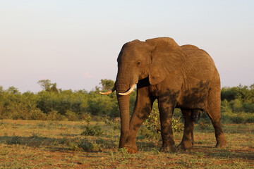 Fototapeta premium Afrikanischer Elefant / African elephant / Loxodonta africana