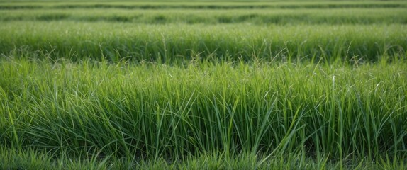 Obraz premium Lush green rice field with rows of vibrant rice plants growing under natural light in a rural landscape setting