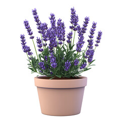 Fototapeta premium lavender flowers in a pot