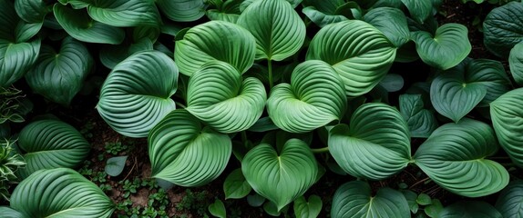 Fototapeta premium Close-up of lush green hosta leaves with distinct ridges and textures in a natural setting. Natural foliage background.