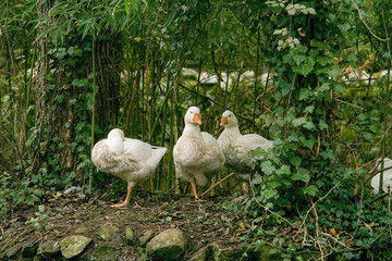 white geese in the grass. The Slovak White goose is a breed of domestic goose San Leonardo de Siete Fuentes. Montiferru (Oristano) Sardegna. Italia