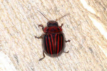 Paropsisterna nigerrima - Red and Black Leaf Beetle