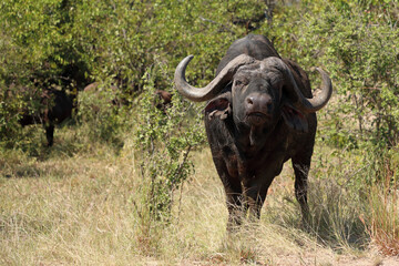 Kaffernbüffel / African buffalo / Syncerus caffer