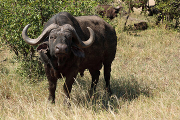 Kaffernb&uuml;ffel / African buffalo / Syncerus caffer