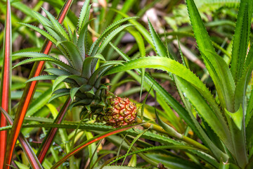 Obraz premium Close up of young pineapple fruit growing in a field
