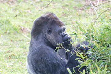 gorille au zoo de jersey