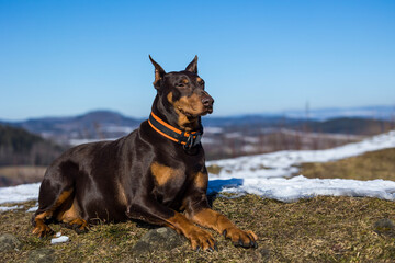 Doberman lying in a ready position with cropped ears and looking into the distance