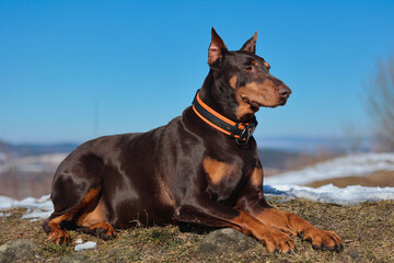 sniffing Doberman on alert with cropped ears and gaze fixed into the distance