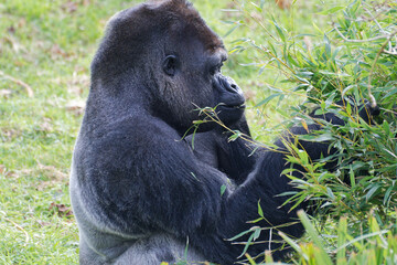 gorille au zoo de jersey