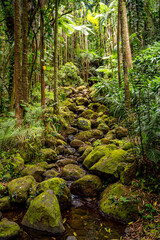 Hawaii Tropical Botanical Garden, Island of Hawai'i