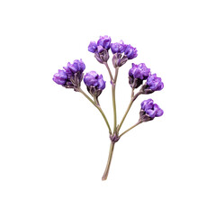 Obraz premium Delicate Purple Flower Branch Isolated on Black Background Botanical Beauty Nature's Elegance