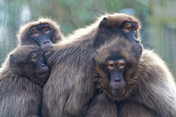 Le Gélada (Theropithecus gelada) est un primate de la famille des cercopithécidés. Ile de Jersey ,  Zoo de Jersey