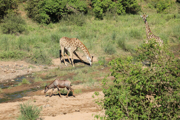 Giraffe / Giraffe / Giraffa camelopardalis