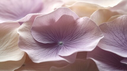 Delicate Hydrangea Petals Displayed in Soft Colors and Fine Details