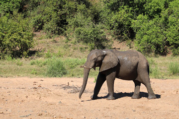 Fototapeta premium Afrikanischer Elefant / African elephant / Loxodonta africana