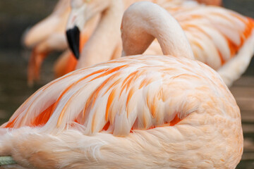 gros plan sur un flamant rose (Phoenicopterus roseus), dans un lac , avec leurs plumes roses