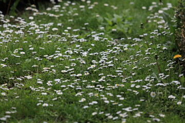 Green textured landscape with white daisies