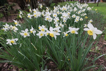 Fototapeta premium Flowerbeds of daffodils in a spring