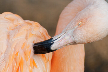 gros plan sur un flamant rose (Phoenicopterus roseus), dans un lac , avec leurs plumes roses
