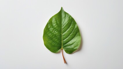 Close-Up View of a Vibrant Green Leaf Isolated on a White Background for Natural and Botanical Themes