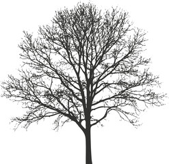 Fototapeta premium Silhouette of a leafless tree with intricate branches on white background.