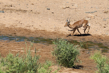 Schwarzfersenantilope / Impala / Aepyceros melampus