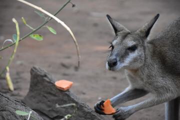 A kangaroo holding a carrot.