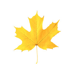 Fototapeta premium Vibrant Yellow Maple Leaf Autumn Beauty Nature's Golden Hues,