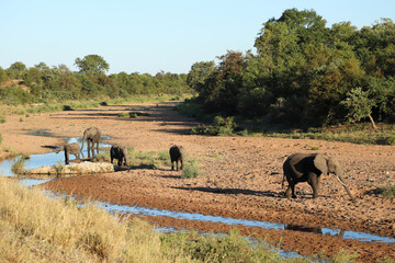 Afrikanischer Elefant im Tsendze River/ African elephant in Tsendze River / Loxodonta africana.