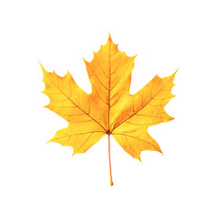 Fototapeta premium Golden Maple Leaf Autumn Beauty Nature's Artwork