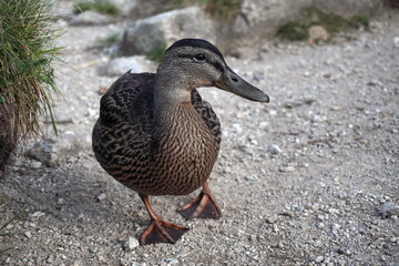 close up female duck on sand and small stones background