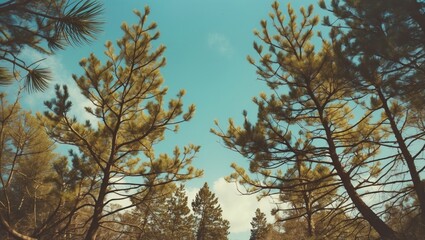 Obraz premium Pine Tree Silhouette Against Sky Background With Empty Space For Text Layout Natural Scenery Concept Ideal For Nature Themes