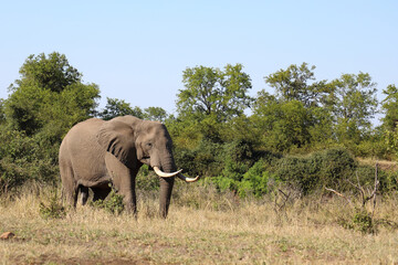 Obraz premium Afrikanischer Elefant / African elephant / Loxodonta africana