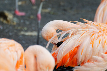 gros plan sur un flamant rose (Phoenicopterus roseus), dans un lac , avec leurs plumes roses