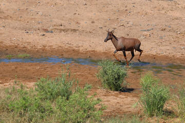 Leierantilope oder Halbmondantilope / Common tsessebe / Damaliscus lunatus.