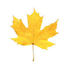 Fototapeta premium Golden Maple Leaf Autumn Beauty Nature's Embrace Warm Colors