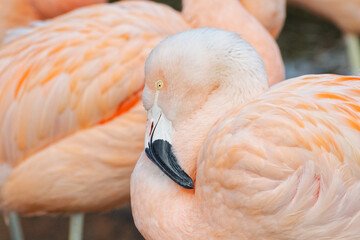 gros plan sur un flamant rose (Phoenicopterus roseus), dans un lac , avec leurs plumes roses