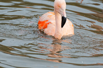 gros plan sur un flamant rose (Phoenicopterus roseus), dans un lac , avec leurs plumes roses