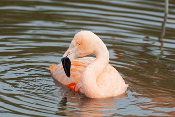 gros plan sur un flamant rose (Phoenicopterus roseus), dans un lac , avec leurs plumes roses