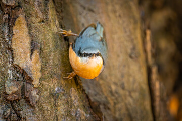 Nuthatch. A common small bird present in every park. A cute little bird
