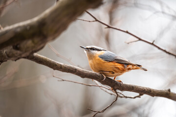 Nuthatch. A common small bird present in every park. A cute little bird