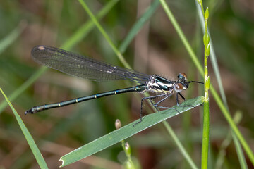Common Flatwing (Austroargiolestes icteromelas) Perched on Grass Blade