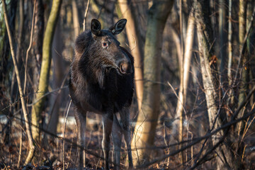 Moose cow looking for food in bright sunny day
