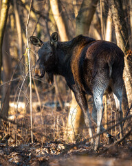 Moose cow looking for food in bright sunny day