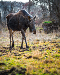 Moose cow looking for food in bright sunny day