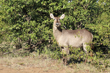 Wasserbock / Waterbuck / Kobus ellipsiprymnus