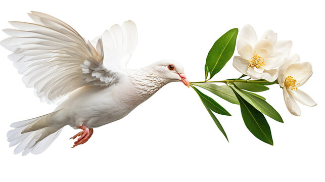 Dove delivering peaceful message with flowers transparent background nature bright environment captivating viewpoint
